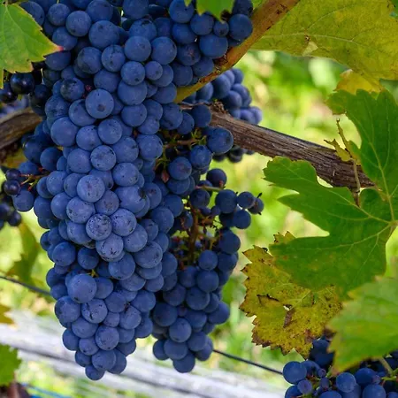 ホリデーパーク Lesny Dworek Winnica