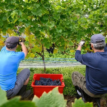 Lesny Dworek Winnica Semesterpark Darłowo