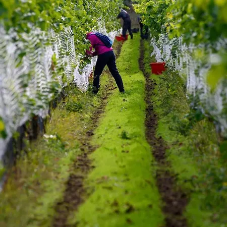 Lesny Dworek Winnica ホリデーパーク