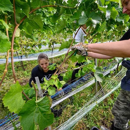 Lesny Dworek Winnica