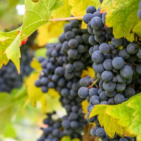 Lesny Dworek Winnica *