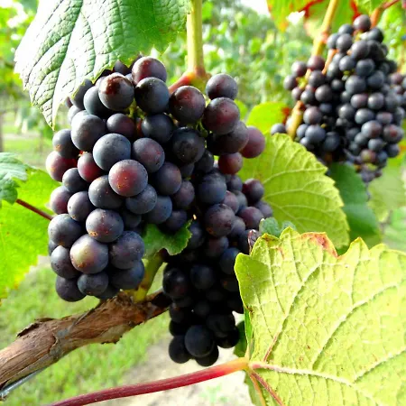 ホリデーパーク Lesny Dworek Winnica *