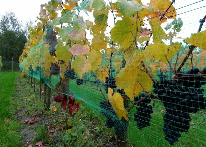 Lesny Dworek Winnica Darłowo