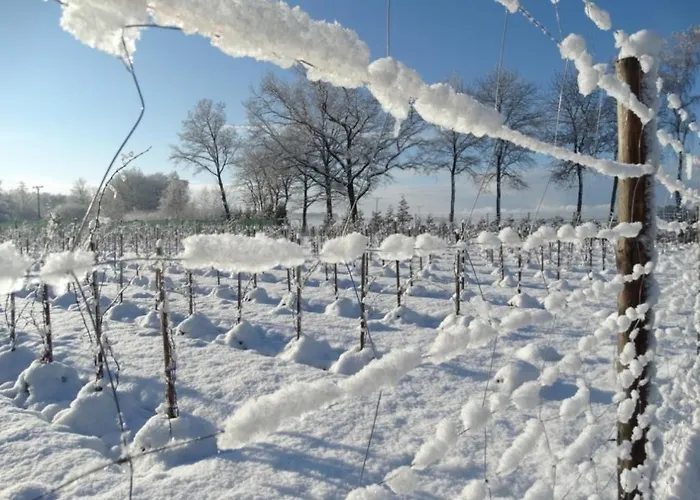 Lesny Dworek Winnica