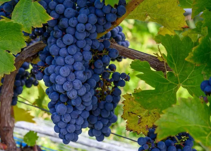 Feriepark Lesny Dworek Winnica