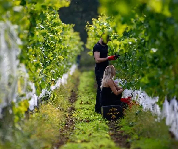 Lesny Dworek Winnica Feriepark Darłowo