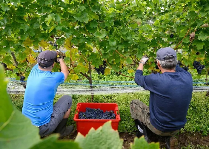 Lesny Dworek Winnica Feriepark Darłowo