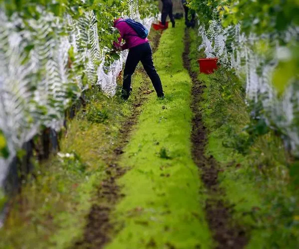 Lesny Dworek Winnica Parque de vacaciones