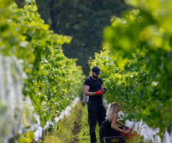 Feriepark Lesny Dworek Winnica Darłowo