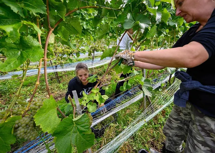 Lesny Dworek Winnica