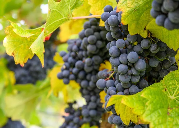 Lesny Dworek Winnica *