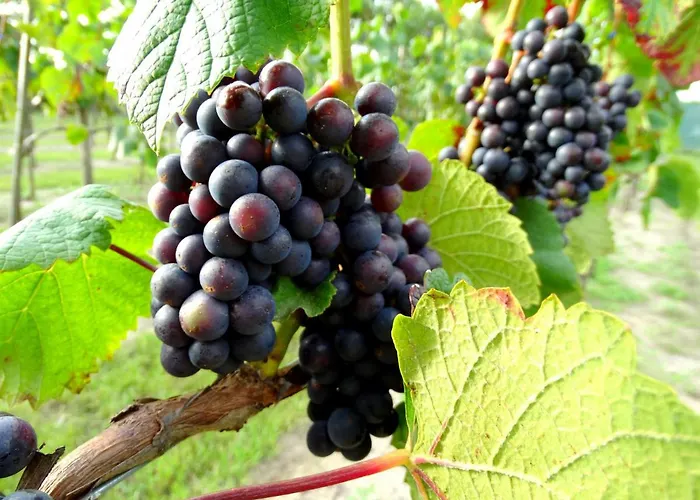 Parque de vacaciones Lesny Dworek Winnica *